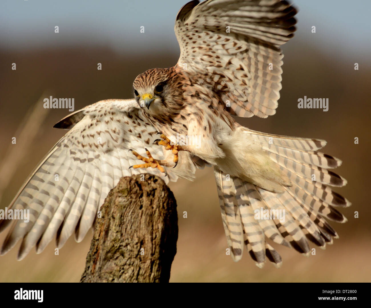 Kestrel (Falco tinnunculus), landing on a post.  This is a wild bird in the UK. Stock Photo