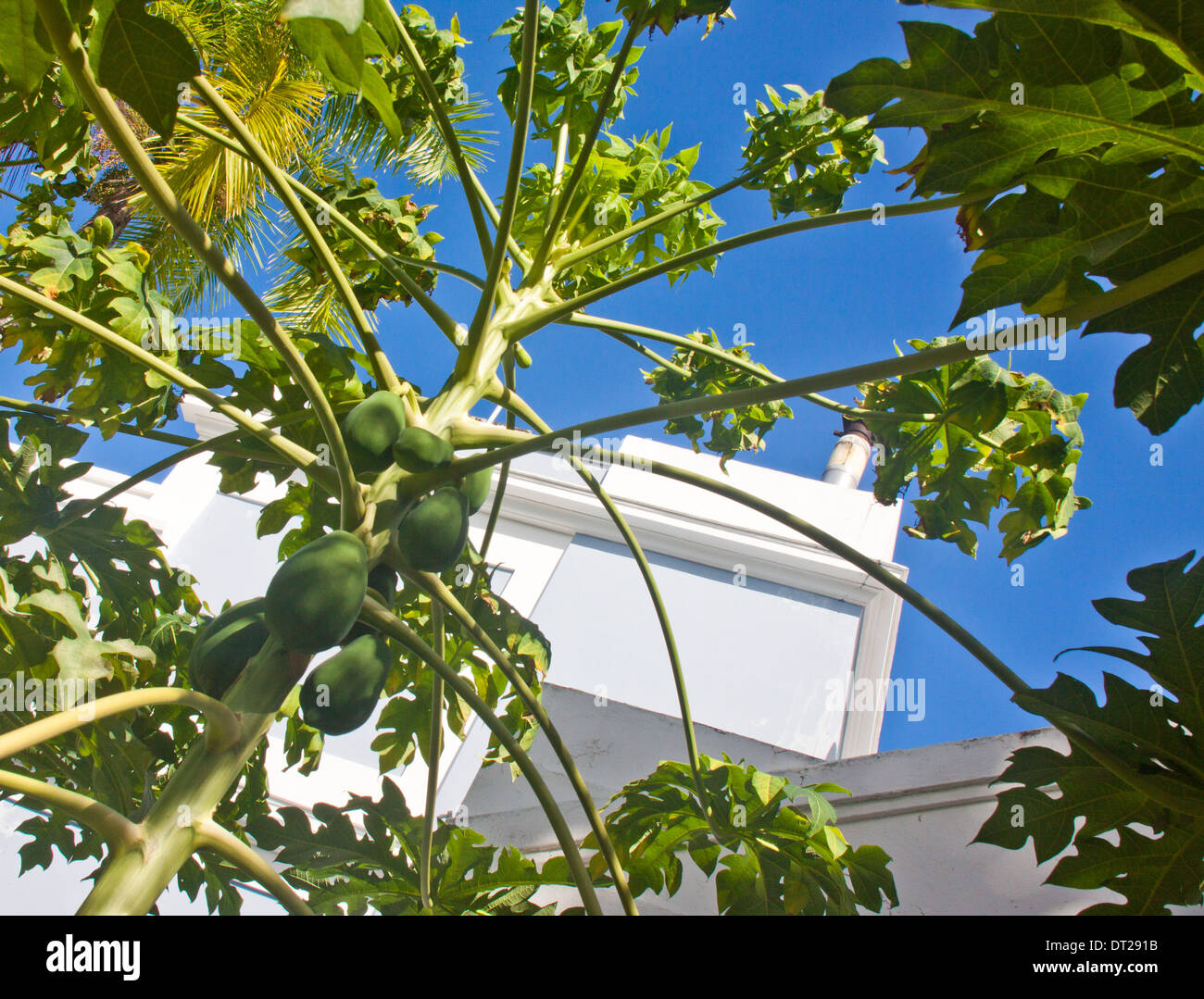 Breadfruit tree on the grounds of La Fortaleza, historic fort, home, and governor's mansion, in Old San Juan, Puerto Rico Stock Photo