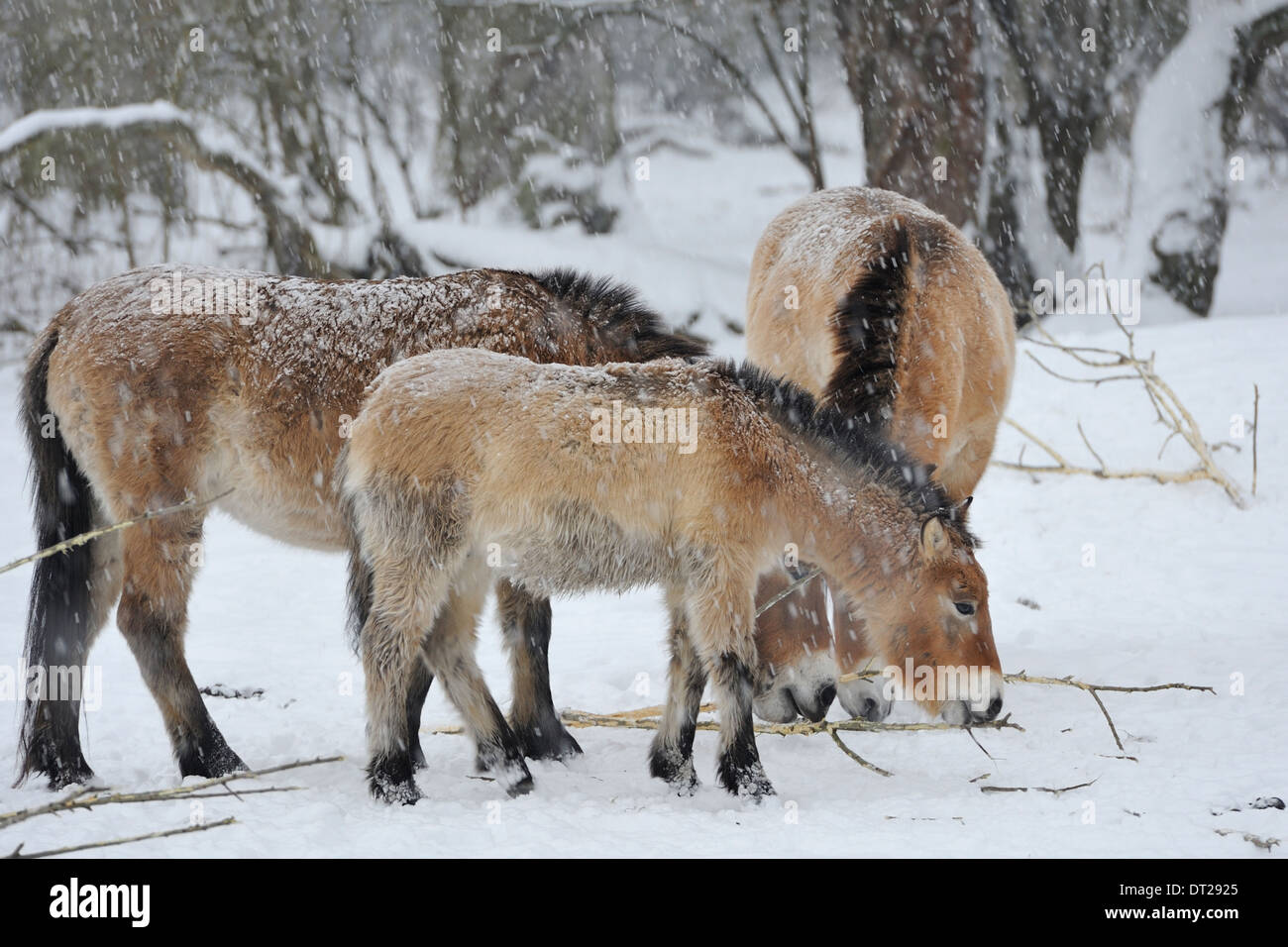 Przewalskis Wild Horse (Equus przewalskii) Stock Photo