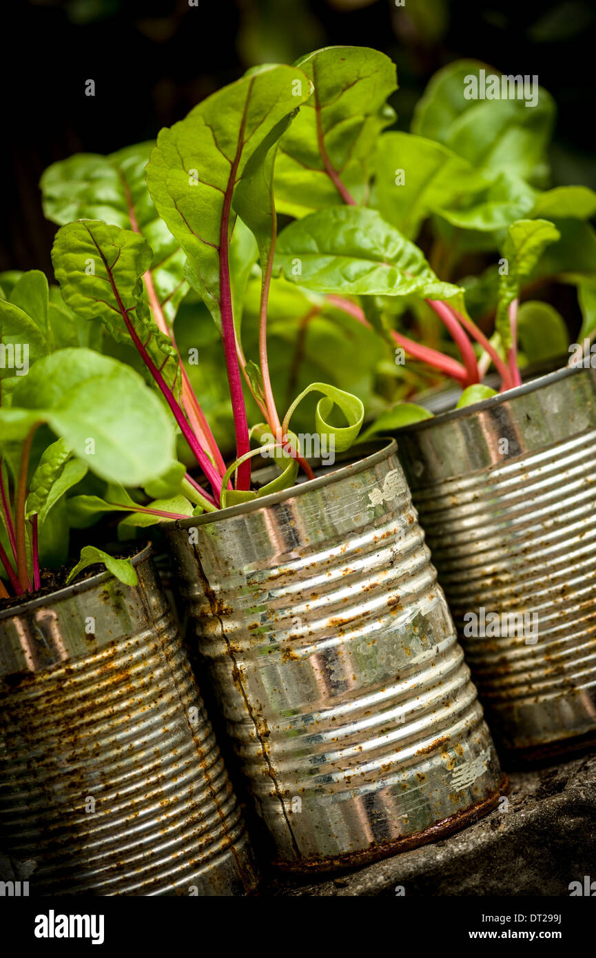 Young Swiss Chard plants growing in recycled food cans. Stock Photo