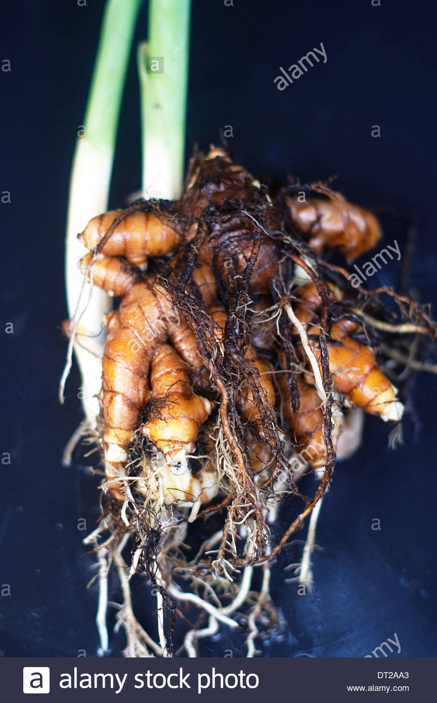Turmeric Plant Stock Photos & Turmeric Plant Stock Images Alamy