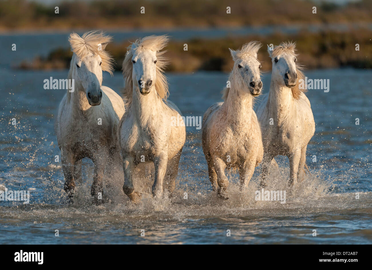 White horses running straight towards camera through blue water Stock Photo