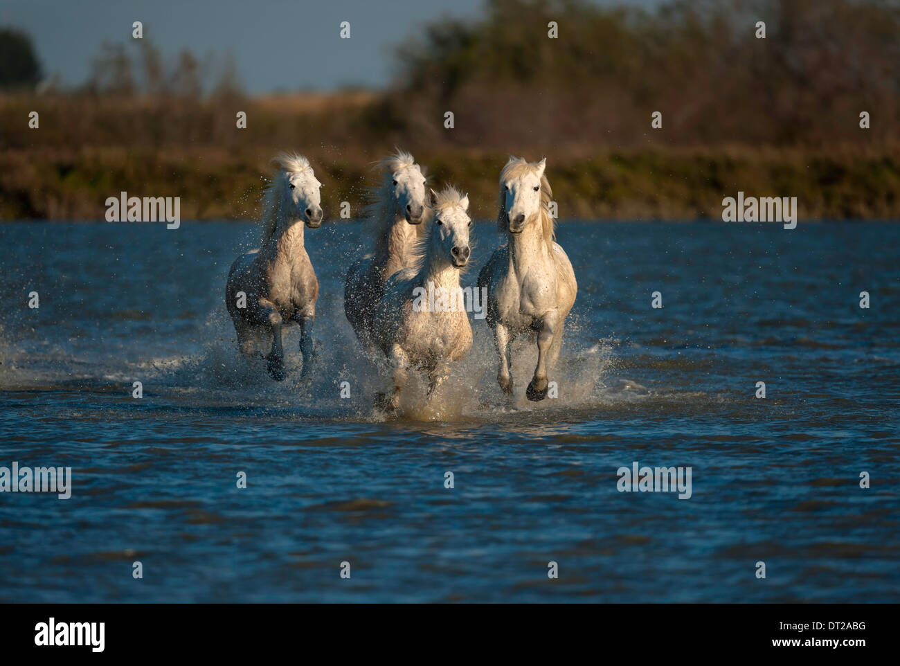 White horses running through blue water towards camera in early morning light Stock Photo
