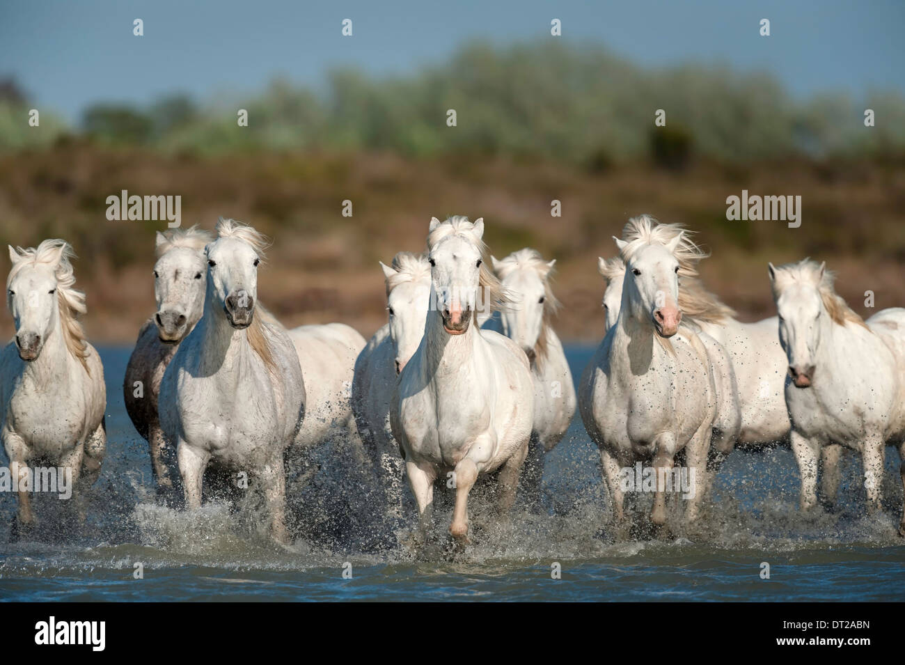 Herd of white horses running towards camera through marshy water Stock Photo
