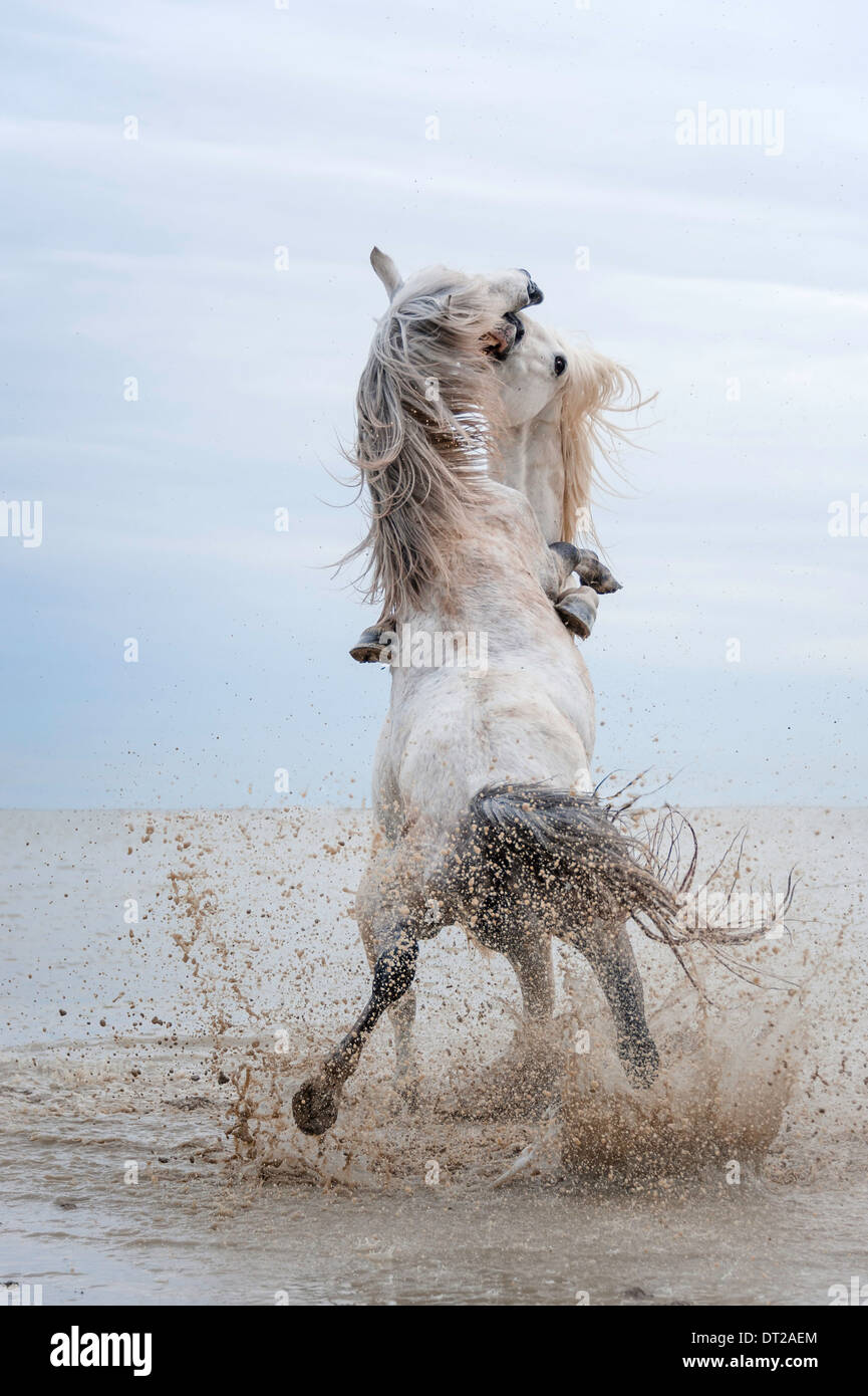 Two white stallions rearing and fighting in ocean Stock Photo