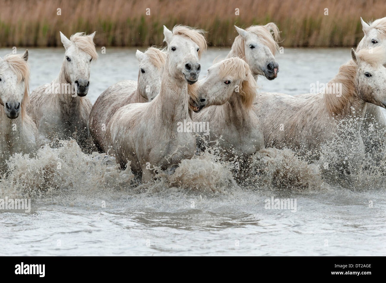 One white horses running hi-res stock photography and images - Alamy