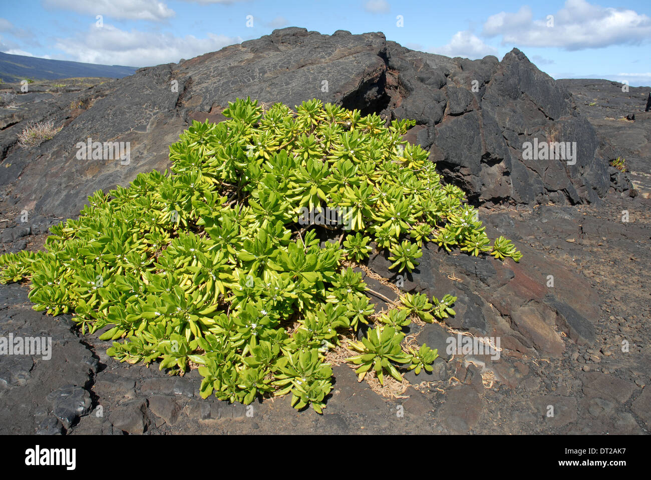 Lava rock with plant hi-res stock photography and images - Alamy