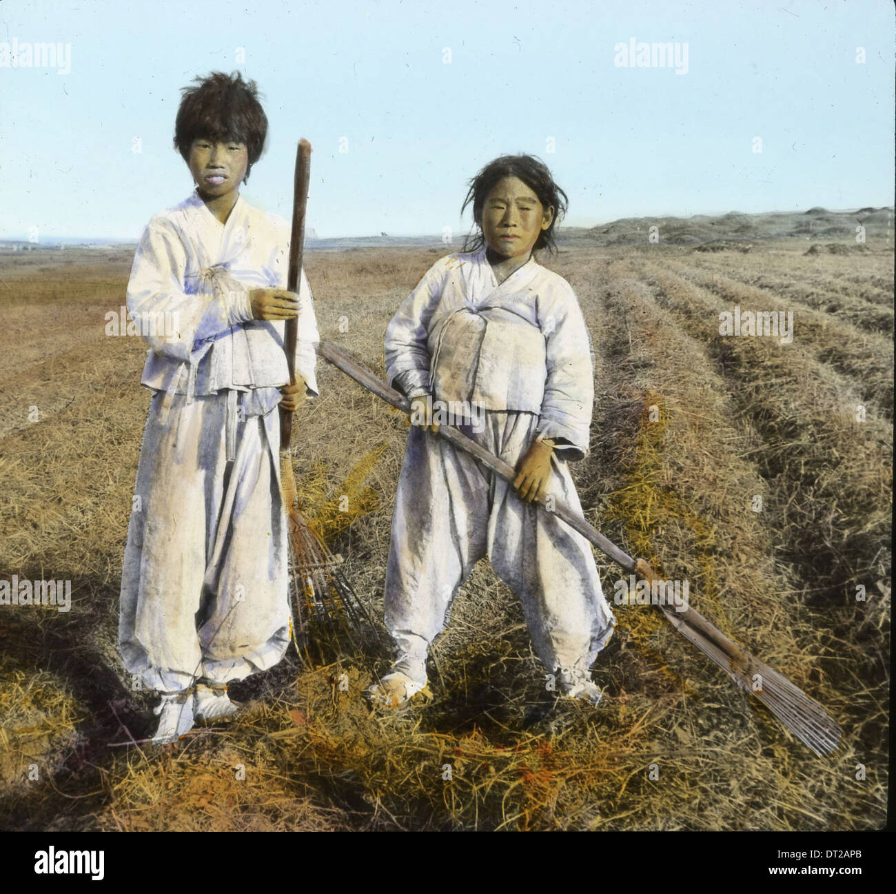 Korean Rural Man A group of Korean boys gather grass in a rural setting, photographed at ...