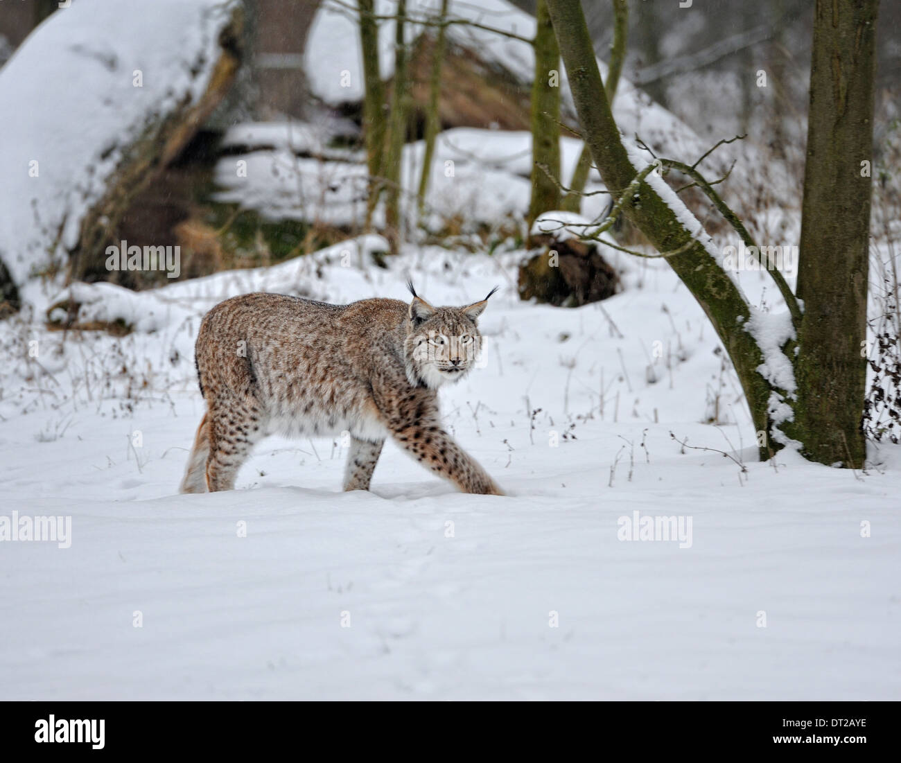 Eurasian lynx in snow, Lynx lynx, Germany. Stock Photo