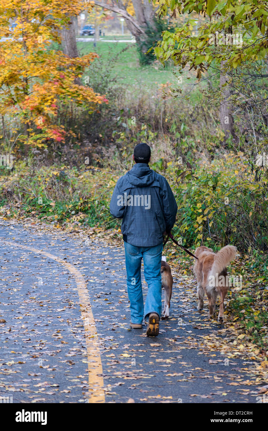 A man walks his two dogs in a park. Leaves on the ground and changing colours on the trees. Typical fall day in Ontario Canada and norh-east USA Stock Photo