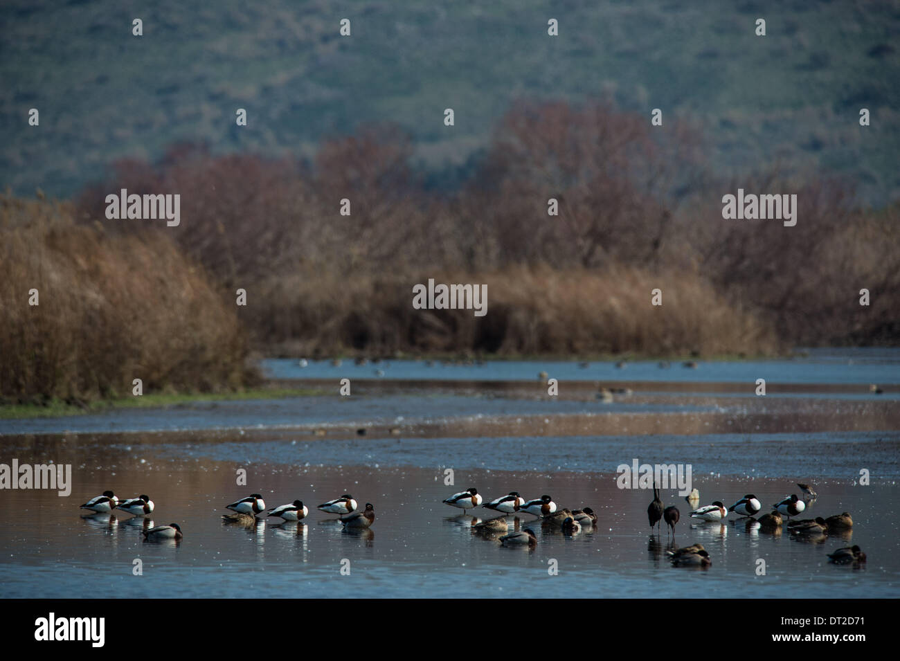 Hula Valley, Israel . 05th Feb, 2014. Waterbirds are seen at the Agamon Hula Ornithology and Nature Park in the heart of the Hula Valley, northern Israel, on Feb. 5, 2014. With its unique eco-system, the Agamon Hula Ornithology and Nature Park serves as a highly significant and prominent center for eco-tourism in Israel, and a model for cooperation between nature, tourism and agriculture. Credit:  Xinhua/Alamy Live News Stock Photo