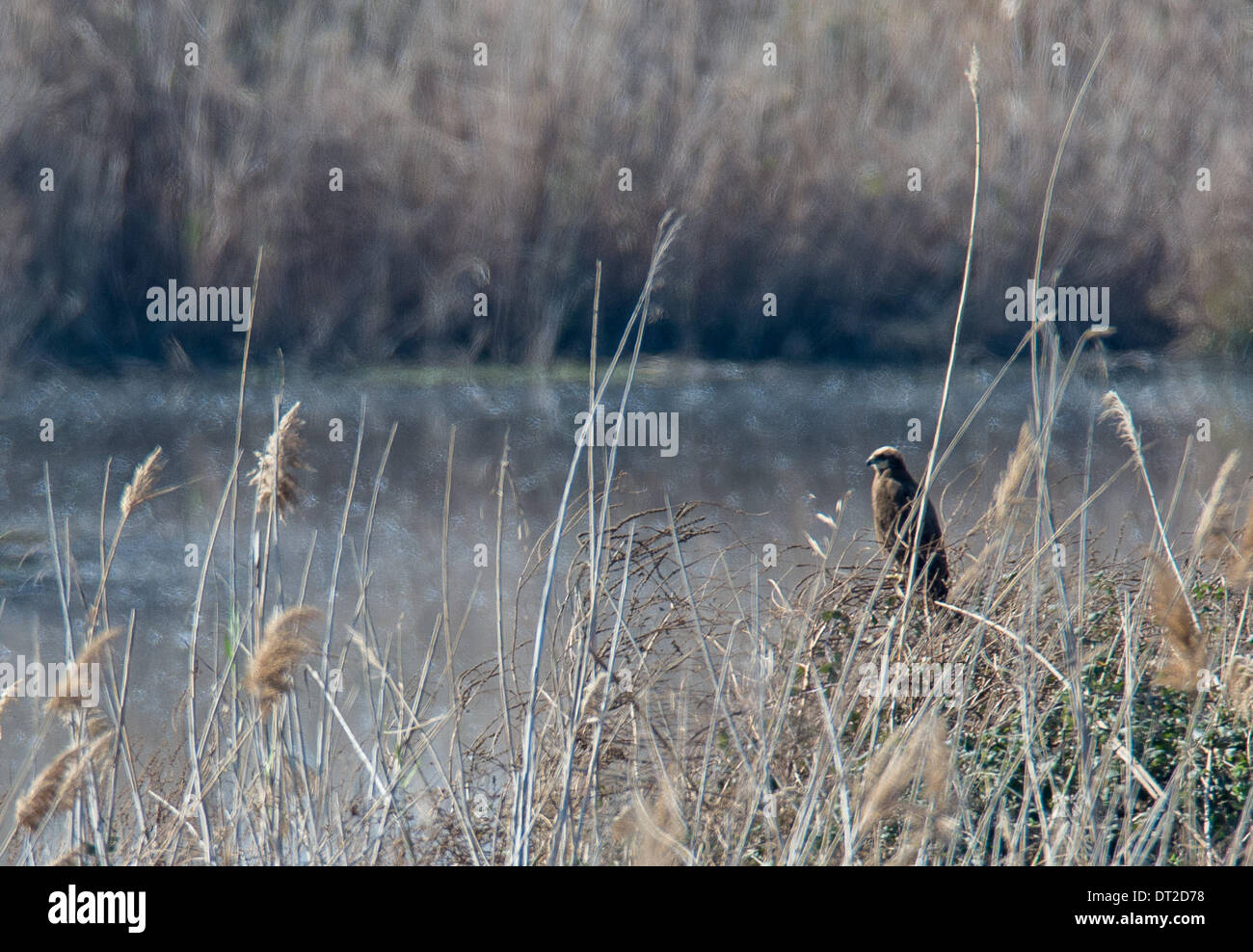 Hula Valley, Israel . 05th Feb, 2014. A marsh harrier is seen at the Agamon Hula Ornithology and Nature Park in the heart of the Hula Valley, northern Israel, on Feb. 5, 2014. With its unique eco-system, the Agamon Hula Ornithology and Nature Park serves as a highly significant and prominent center for eco-tourism in Israel, and a model for cooperation between nature, tourism and agriculture. Credit:  Xinhua/Alamy Live News Stock Photo