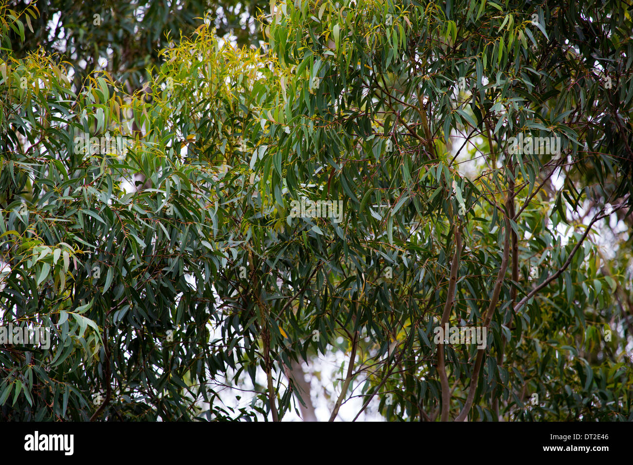 Australia Coastal Regions Stock Photo - Alamy