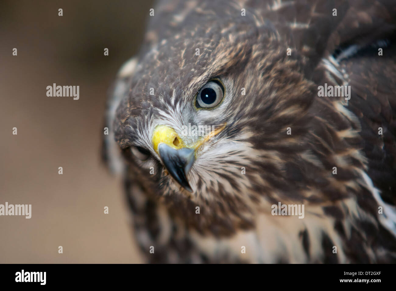 buzzard - bird of prey Stock Photo