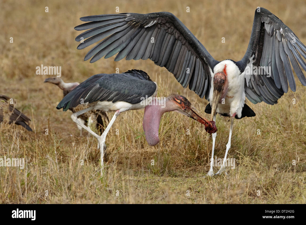 Two Marabou Storks (Leptoptilos crumeniferus) fighting over meat Stock Photo