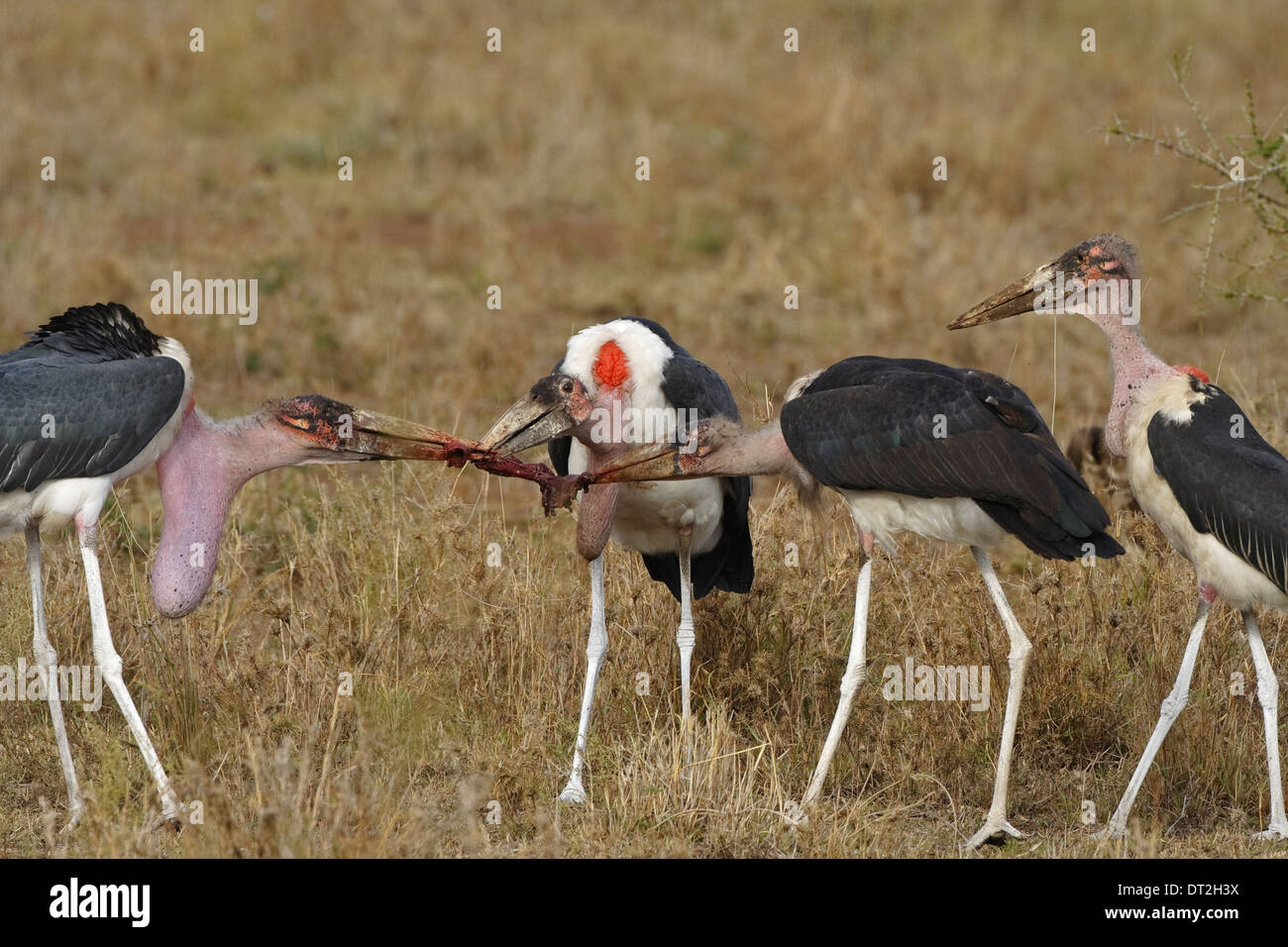 Four Marabou Storks (Leptoptilos crumeniferus) fighting over meat Stock Photo