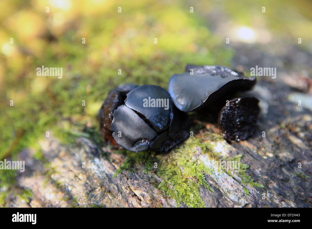 Bulgaria inquinans commonly known as Black Bulgar fungi but also referred to Batchelor's Buttons or Rubber Buttons Stock Photo