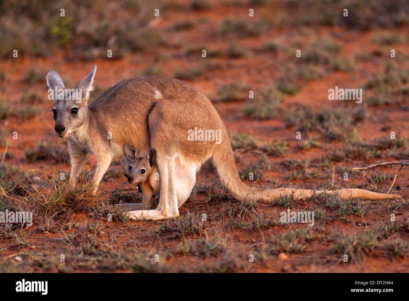 Kangaroo with Joey in Pouch, Cape Range National Park, Exmouth Western Australia Stock Photo