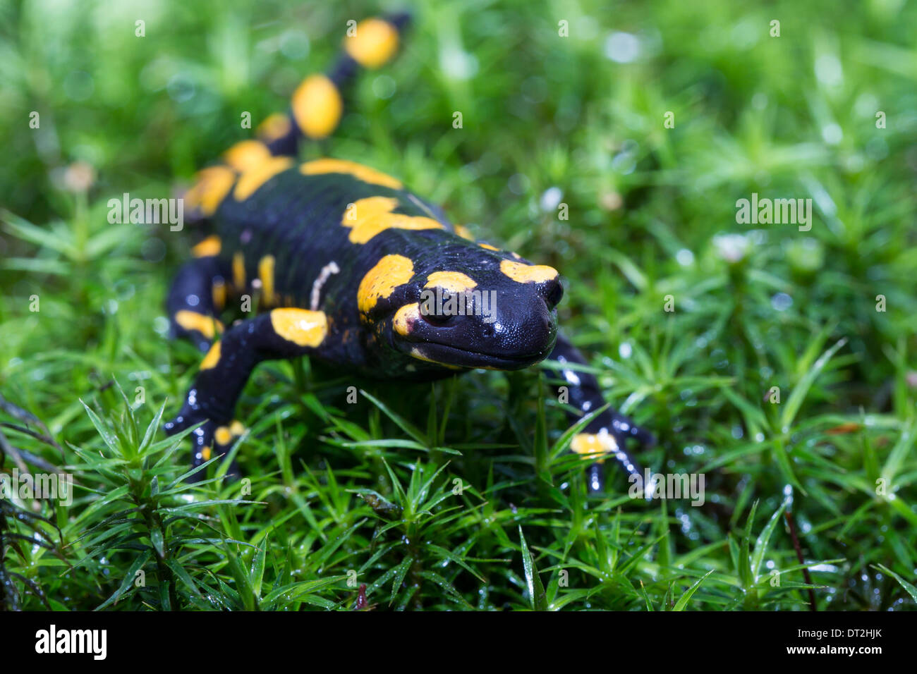 Fire salamander Salamandra salamandra Feuersalamander Stock Photo Alamy