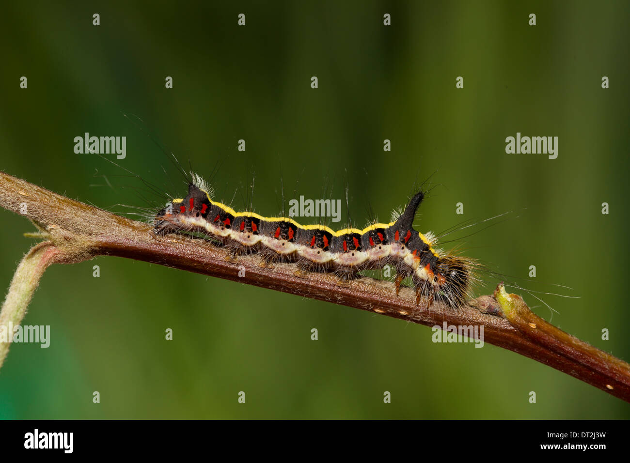 Acronicta psi Grey Dagger caterpillar Schleheneule Stock Photo