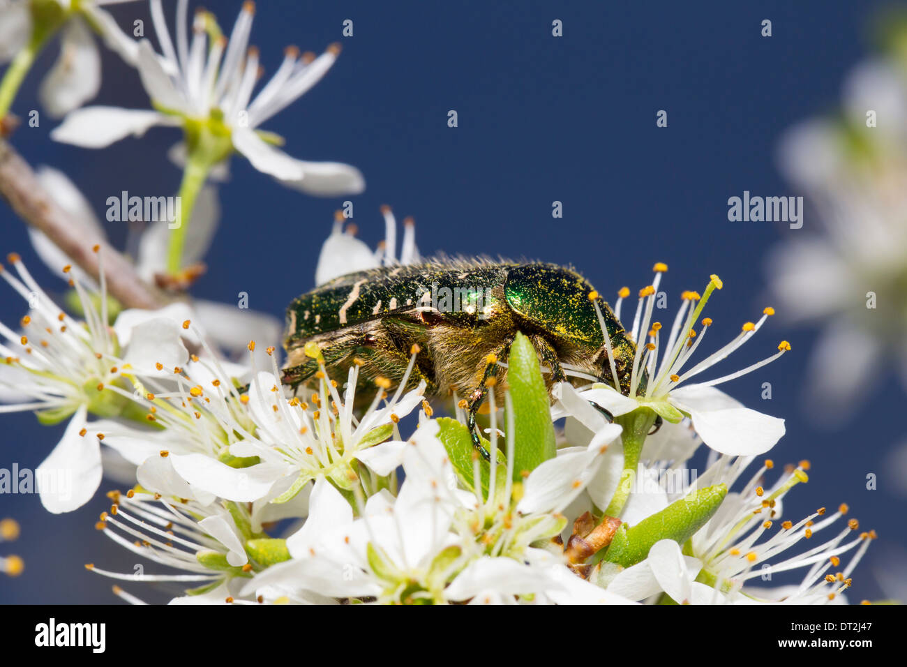 Rose beetle hi-res stock photography and images - Alamy