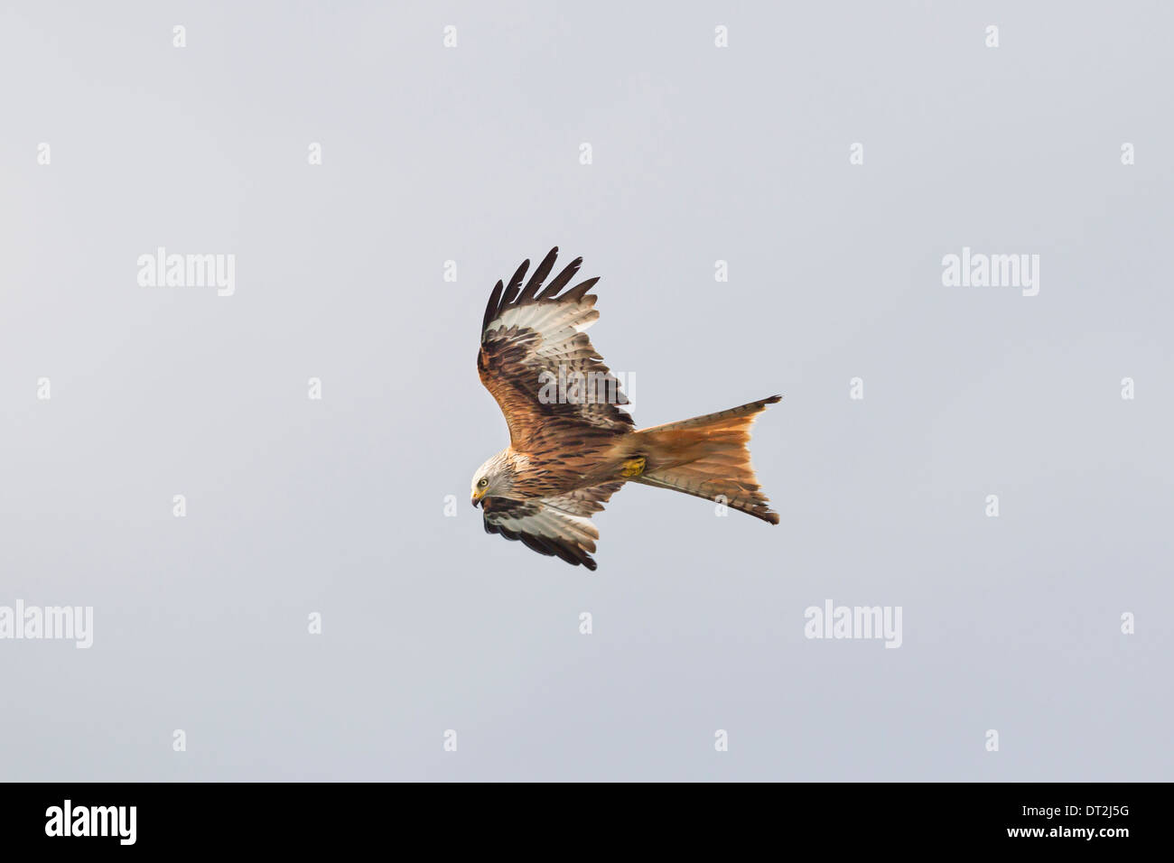 Is It A Black Or Red Kite The Schwarzer Milan Roter Milan Unterschied Simplified - jzniino
