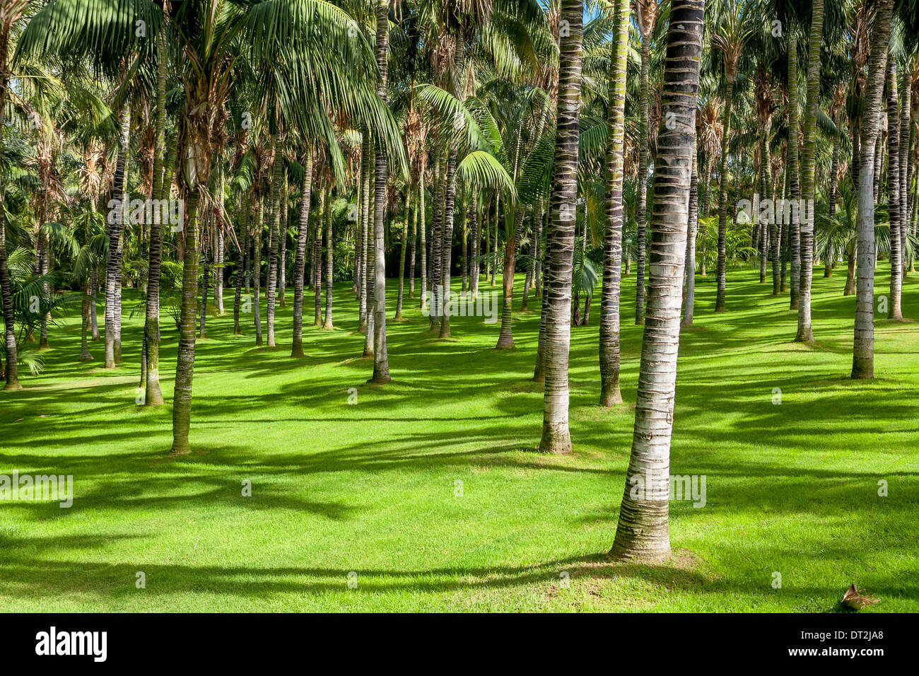 Grove tree hires stock photography and images Alamy