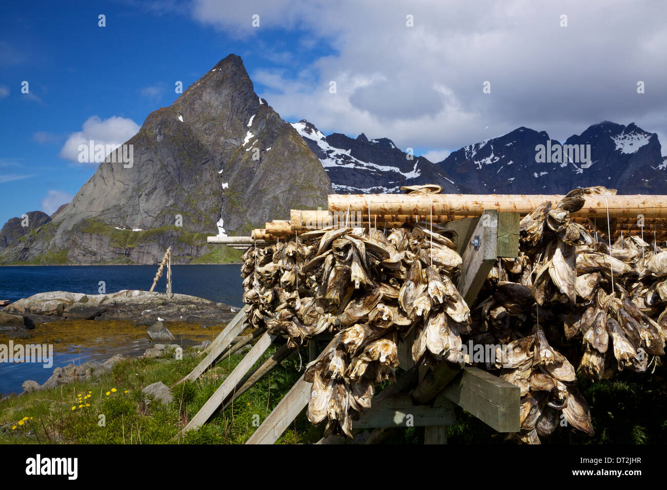 Stockfish, Norway - Stock Image - C009/7686 - Science Photo Library