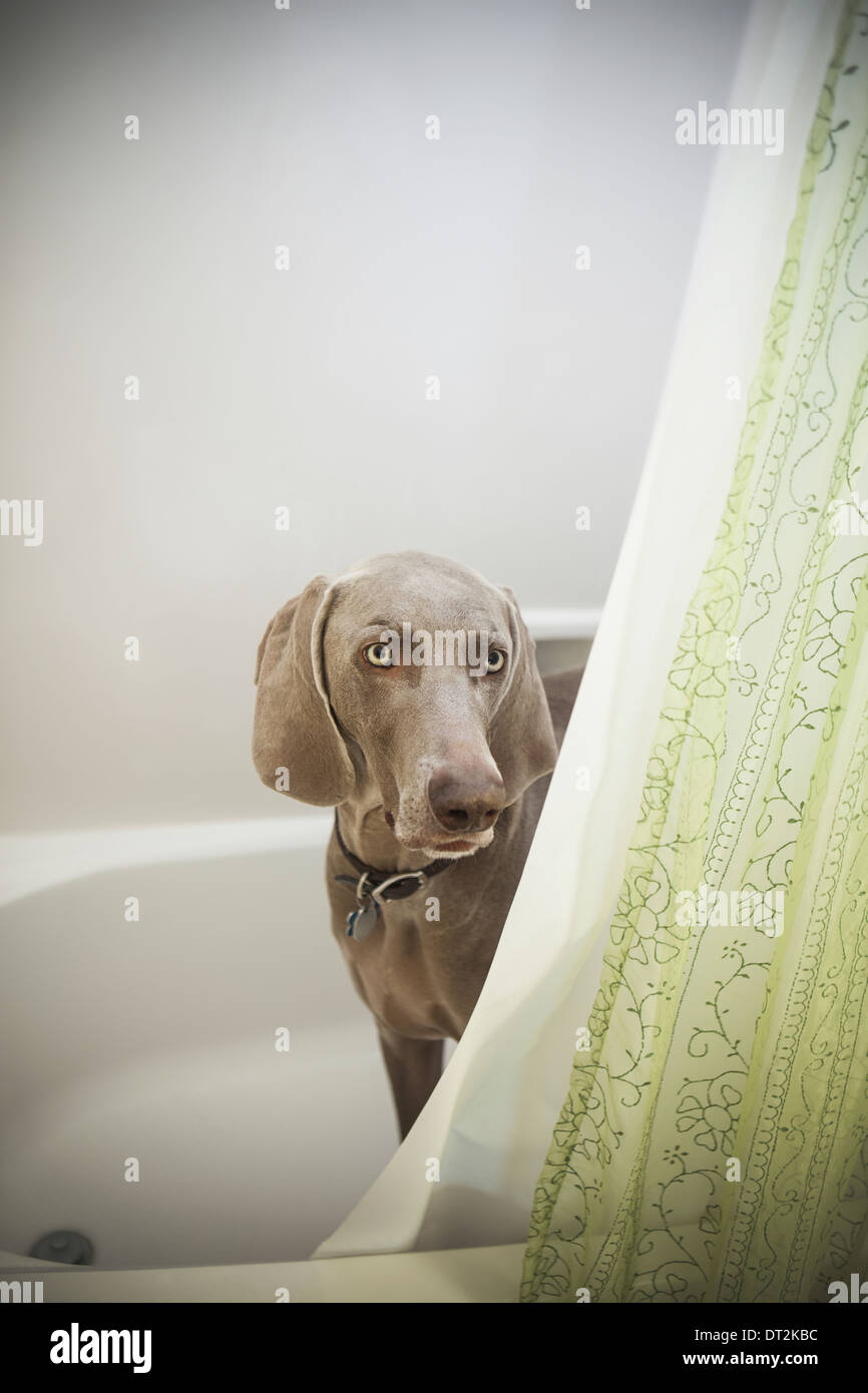 A Weimaraner puppy peering around the shower curtain in a bathroom Stock Photo