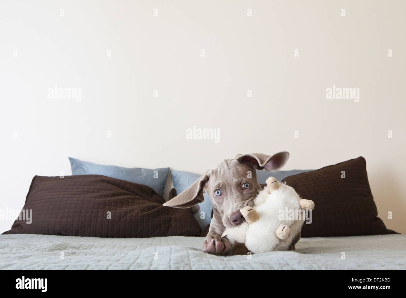 A Weimaraner puppy playing on a bed with stuffed toy in its mouth Stock Photo