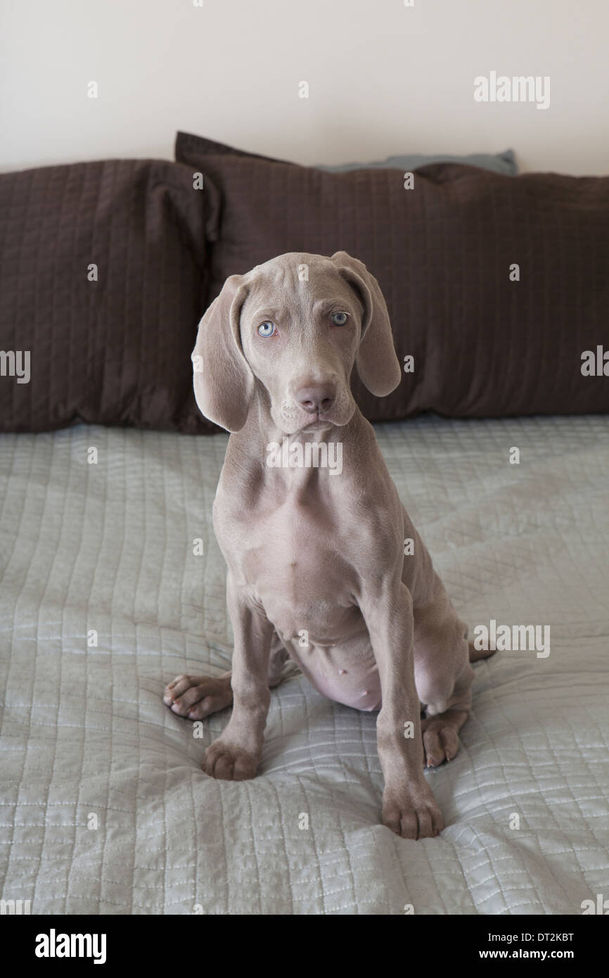 A Weimaraner puppy sitting up on a bed Stock Photo