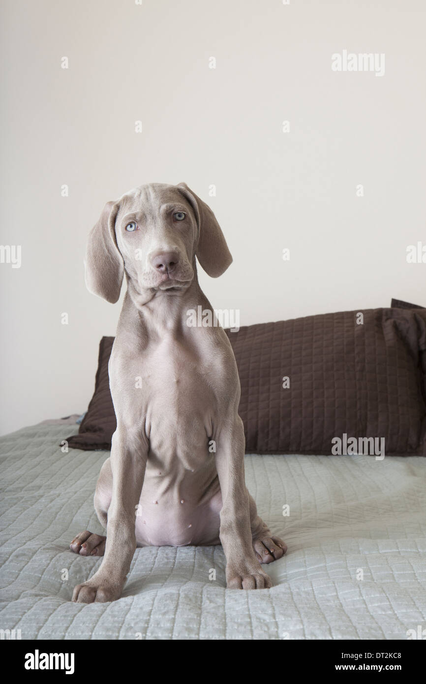 A Weimaraner puppy sitting up on a bed Stock Photo