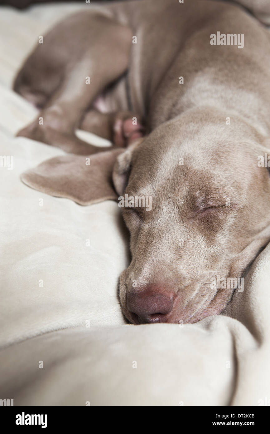 A Weimaraner pedigree puppy sleeping on a bed Stock Photo