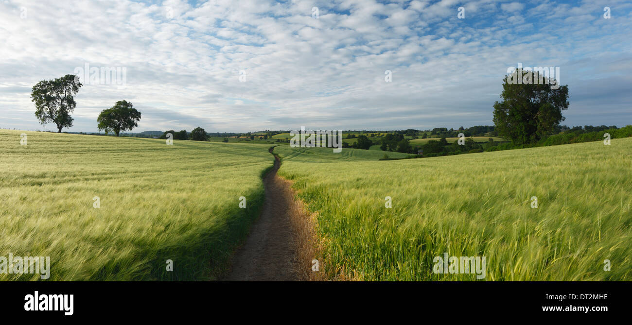 Footpath through a field of barley in the rolling countryside near West Haddon. Northamptonshire. England. UK. Stock Photo