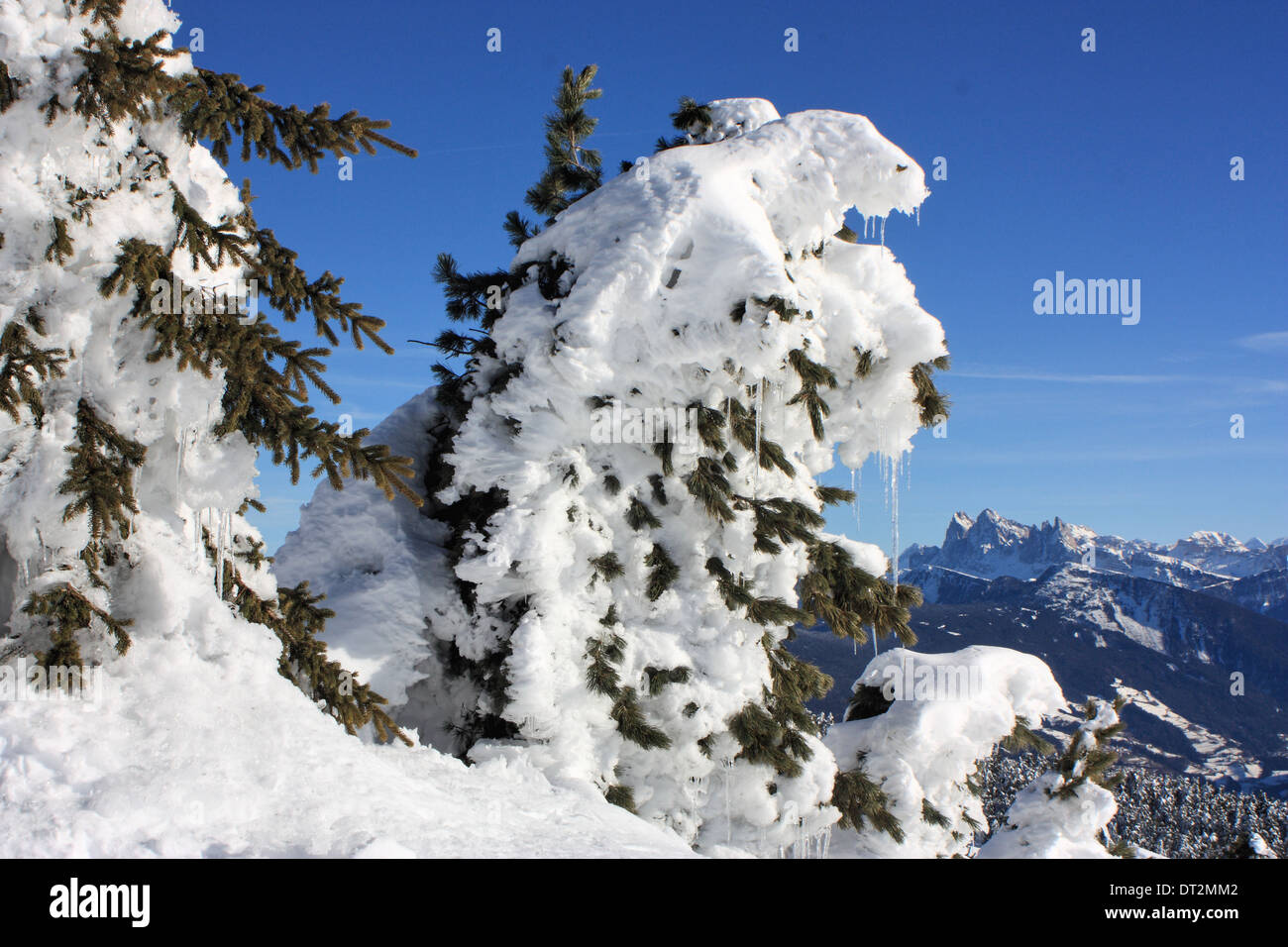 Snow covered mountain pine, Dolomite Alps Stock Photo