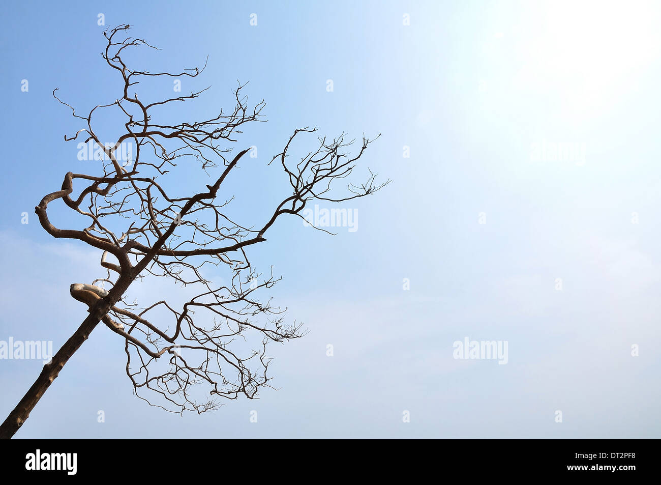 Dry tree in blue sky Stock Photo - Alamy