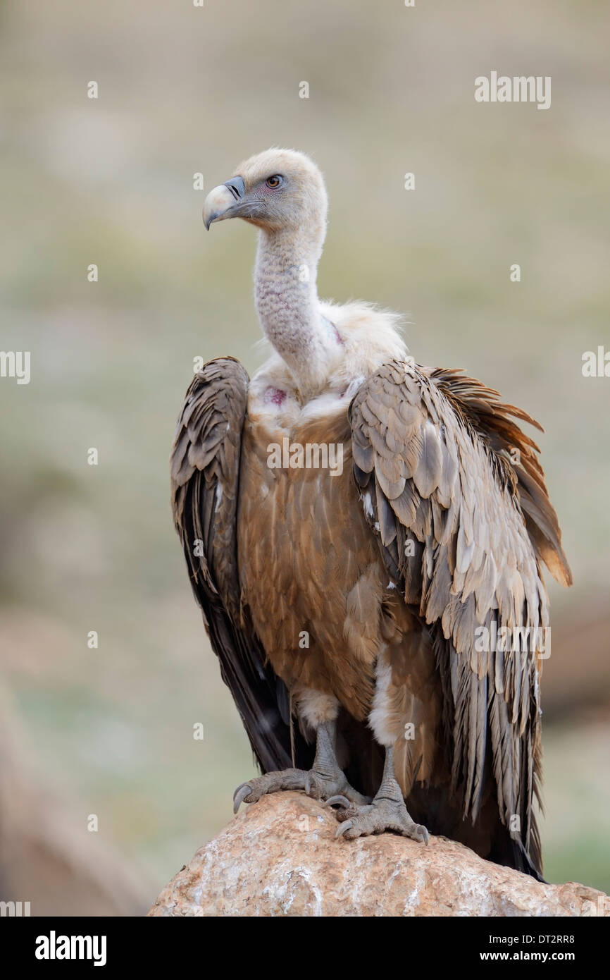 Griffon vulture (Gyps fulvus) portrait, standing on a rock, Pyrenees, Catalonia, Spain. Stock Photo