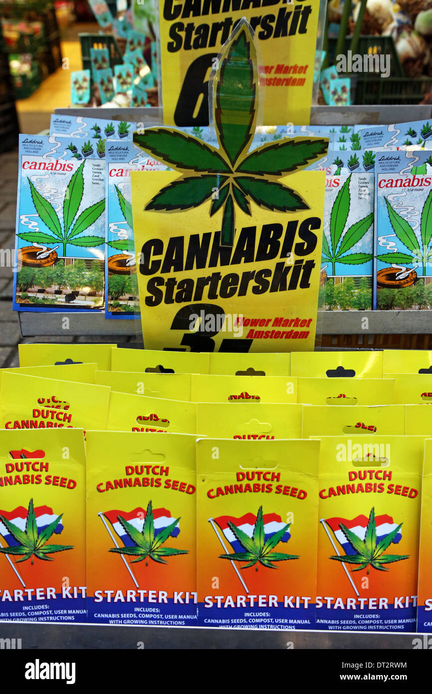Cannabis plant seed starter kit souvenirs at the Flower Market in Amsterdam, Holland Stock Photo