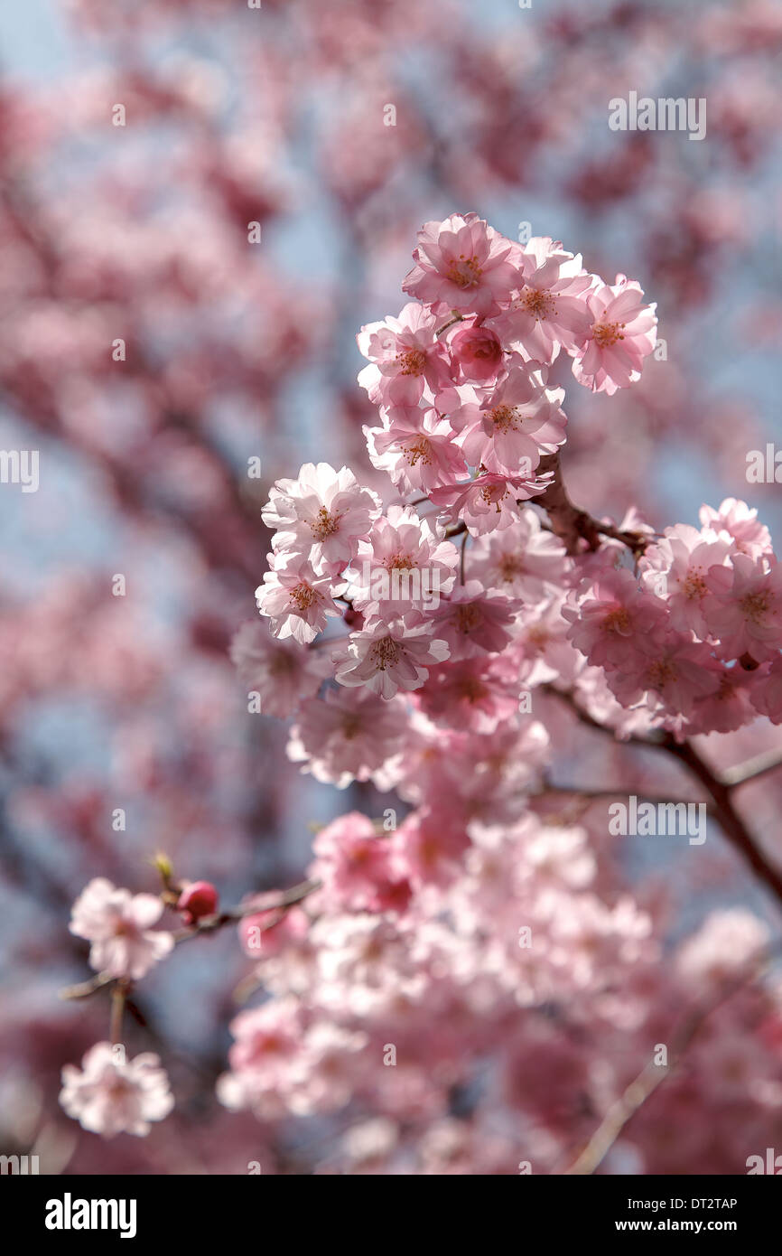 Sakura or pink cherry blossom in spring, Japan Stock Photo