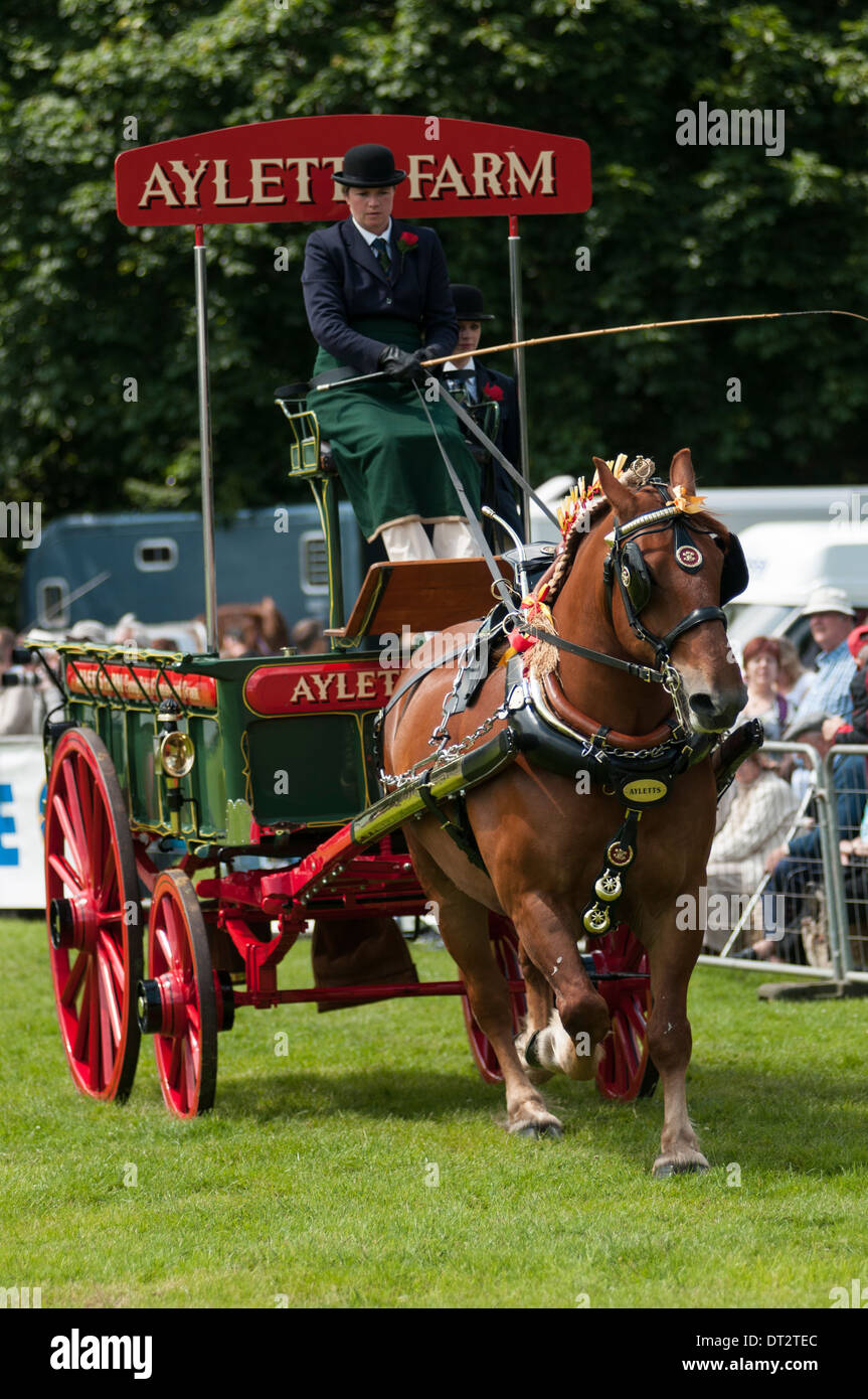 Portrait image of a 'heavy' Horse pulling a cart/Dray at a country show in England 2012. Stock Photo