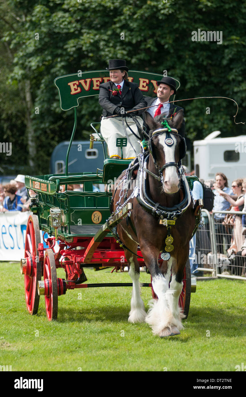 Portrait image of a 'heavy' Horse pulling a cart/Dray at a country show in England 2012. Stock Photo