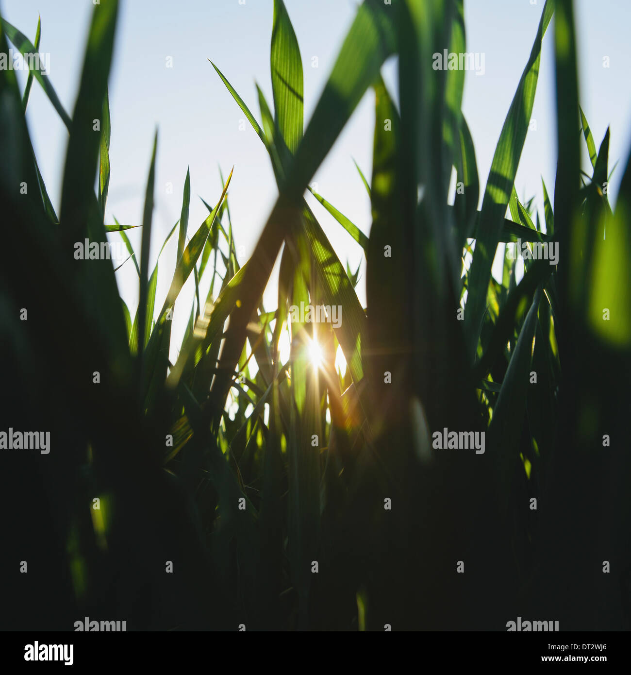 green lush field of wheat and the setting sun behind the stalks and ...