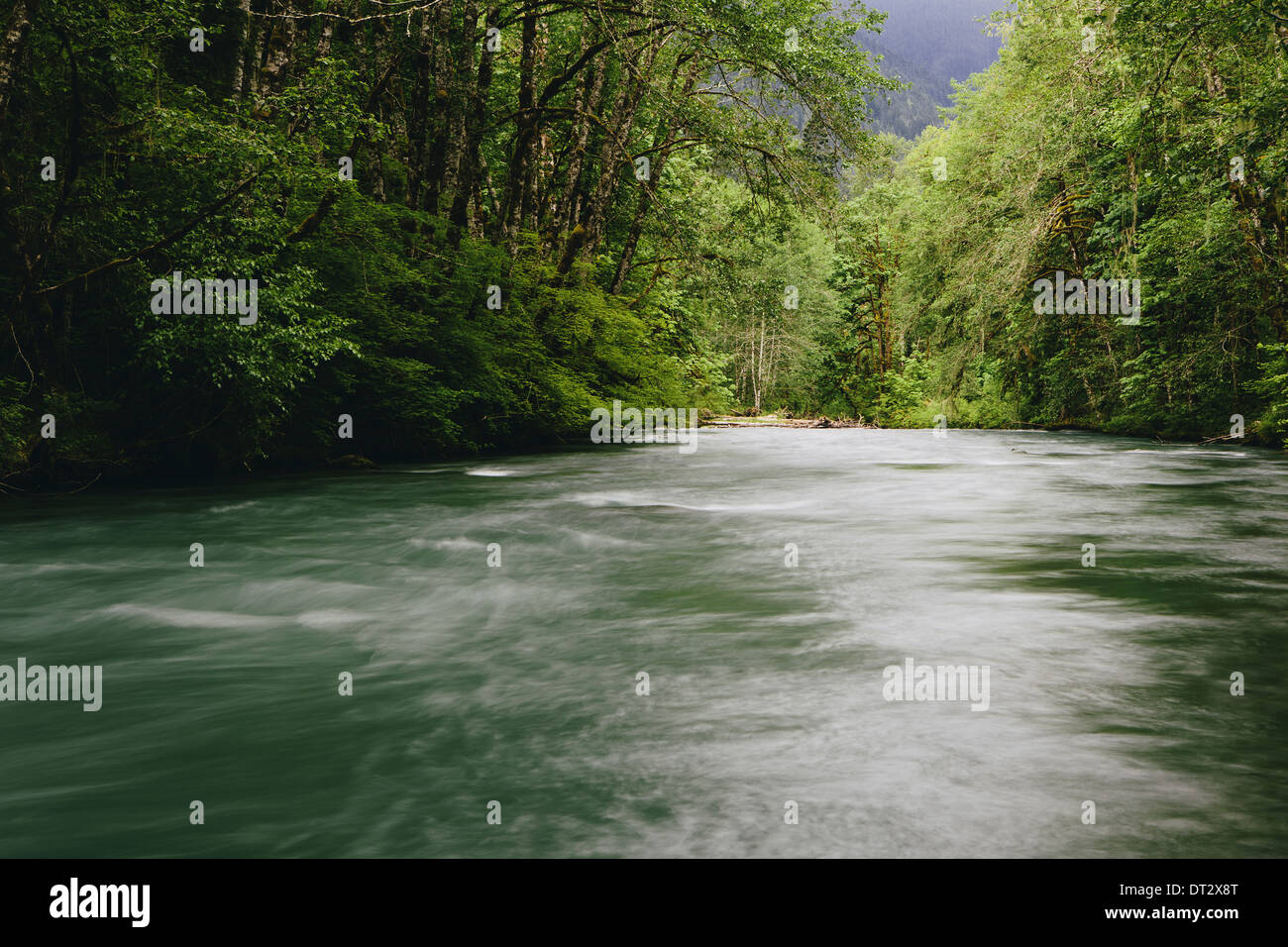 Dosewallips River and lush green temperate rainforest Olympic NP Stock Photo