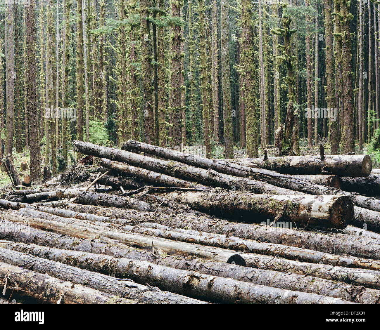 Recently cut logs of Sitka Spruce and Western Hemlock in lush temperate rainforest Hoh Rainforest Olympic NF Stock Photo