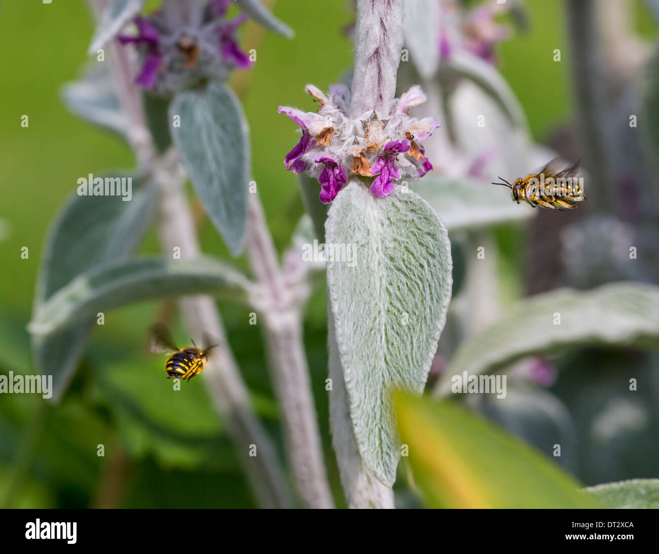 Male wool carder bees in flight patrolling their patch of Stachys byzanticum (lamb's ear) Stock Photo