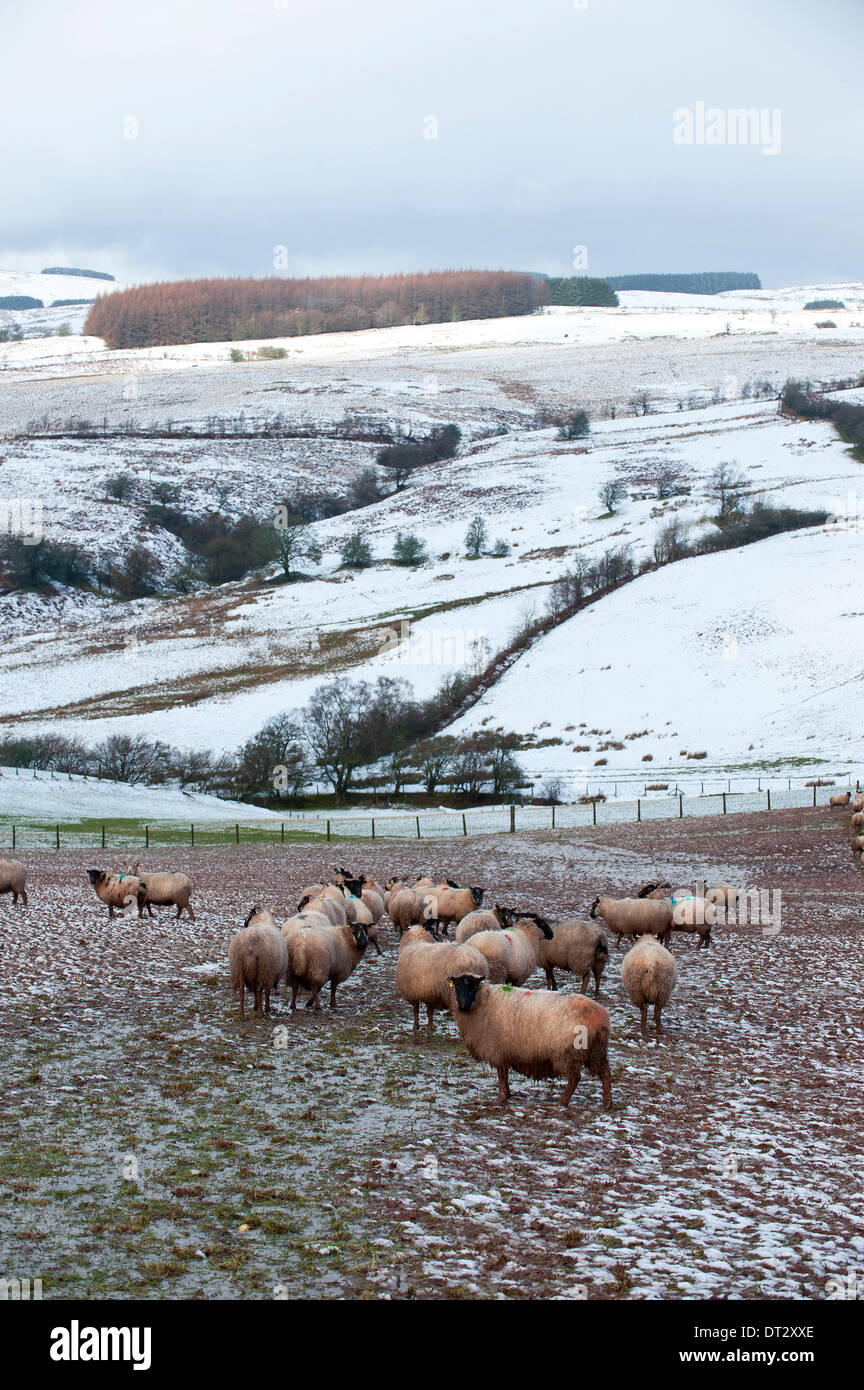 Mynydd Epynt, Powys, Wales, UK. 7th February 2014. Ewes forage for food in the snow. Snow fell last night on high land in Mid-Wales. Credit:  Graham M. Lawrence/Alamy Live News. Stock Photo