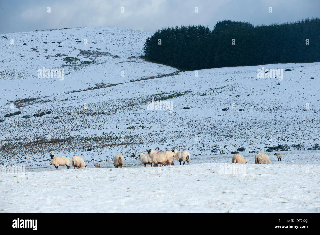 Mynydd Epynt, Powys, Wales, UK. 7th February 2014. Ewes forage for food in the snow. Snow fell last night on high land in Mid-Wales. Credit:  Graham M. Lawrence/Alamy Live News. Stock Photo