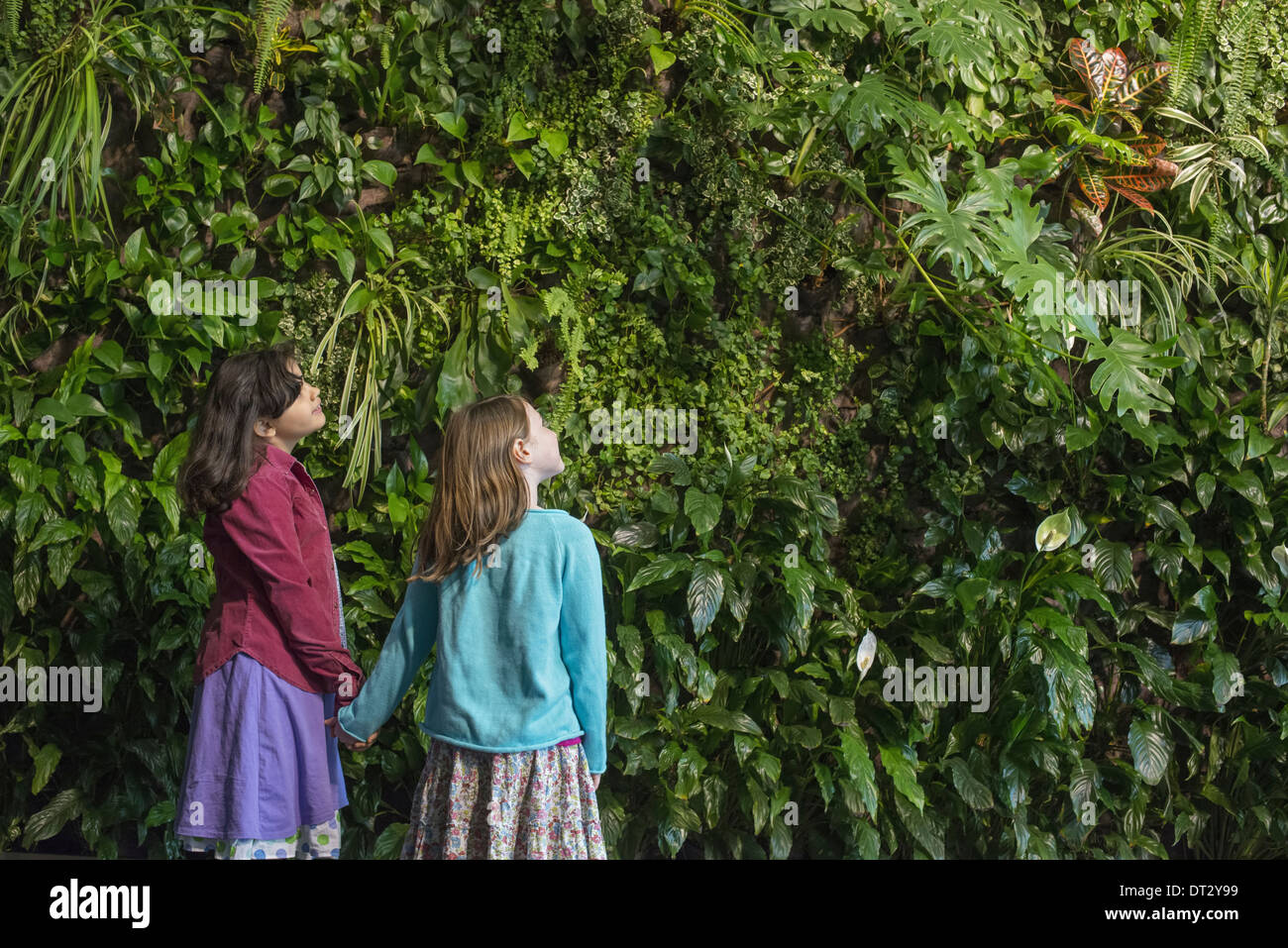 urban lifestyle Two children holding hands and looking up at a wall covered with growing foliage of a large range of plants Stock Photo