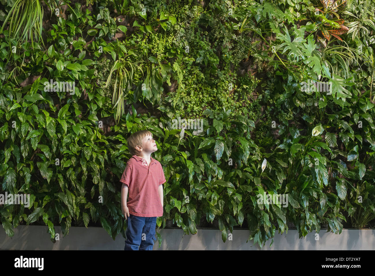 city in spring An urban lifestyle A young boy looking up at a wall covered with lush foliage ferns and bright green leaves Stock Photo