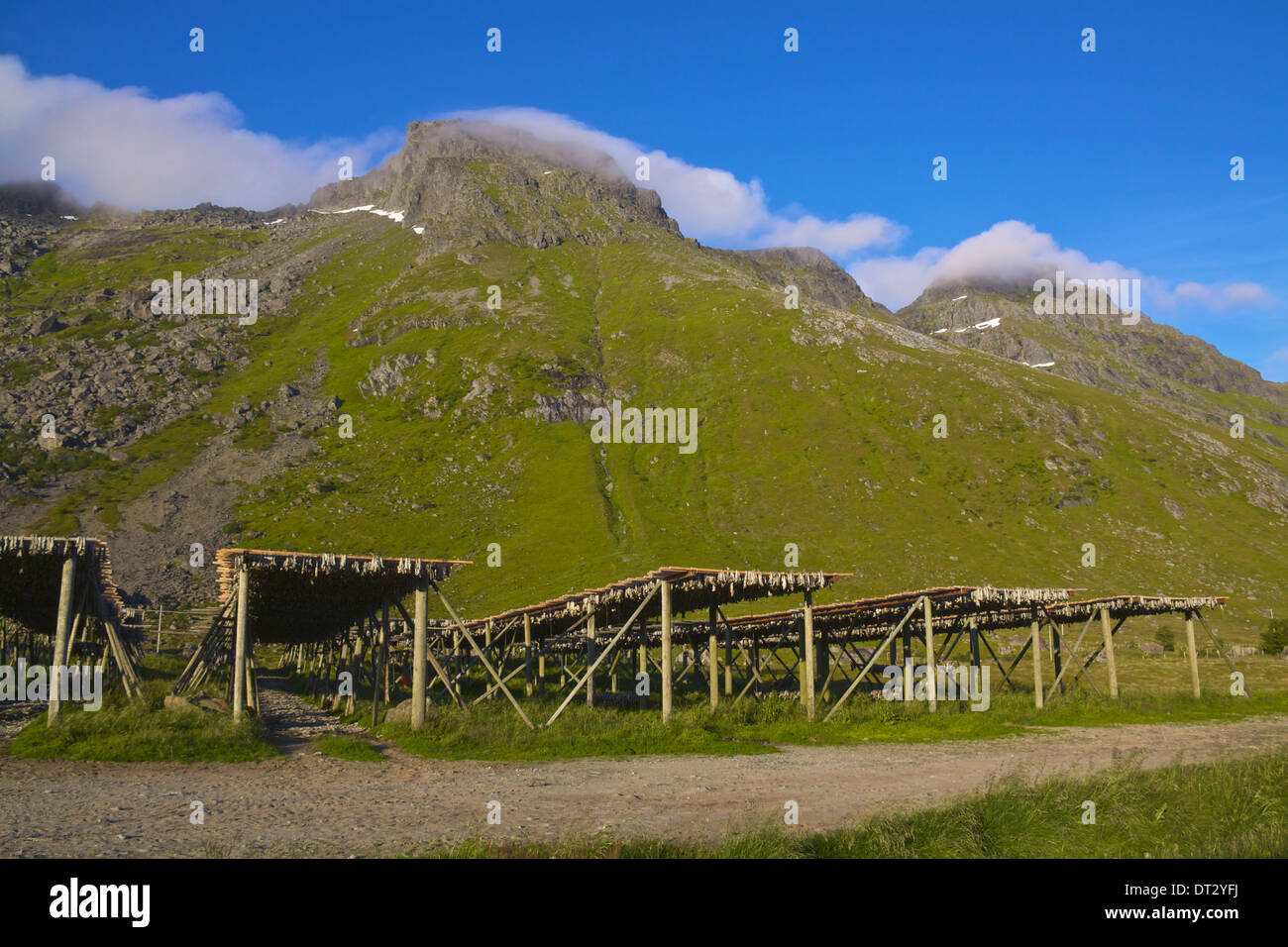 Drying of stockfish for export on Lofoten Islands, Norway Stock Photo ...